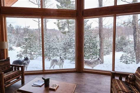 hotel parc omega canada|sleeping with wolves quebec.